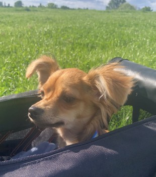 millypod1's tweet photo. BELLE HOME SAFE. THANKS FOR RT's 😊🐕🐾

🆘15 MAY 2024 #Lost BELLE #ScanMe
YOUNG Orange/blonde Pinscher: Miniature Female Looks like a mini pin /chihuahua mix. Very small, scared ?anxious.  
Blythe Hill Lane #London #SE23 nr #A205
Spotted on Codrigton Hill
https://t.co/nQMKvPQKa6 https://t.co/AKxRFIa9QH