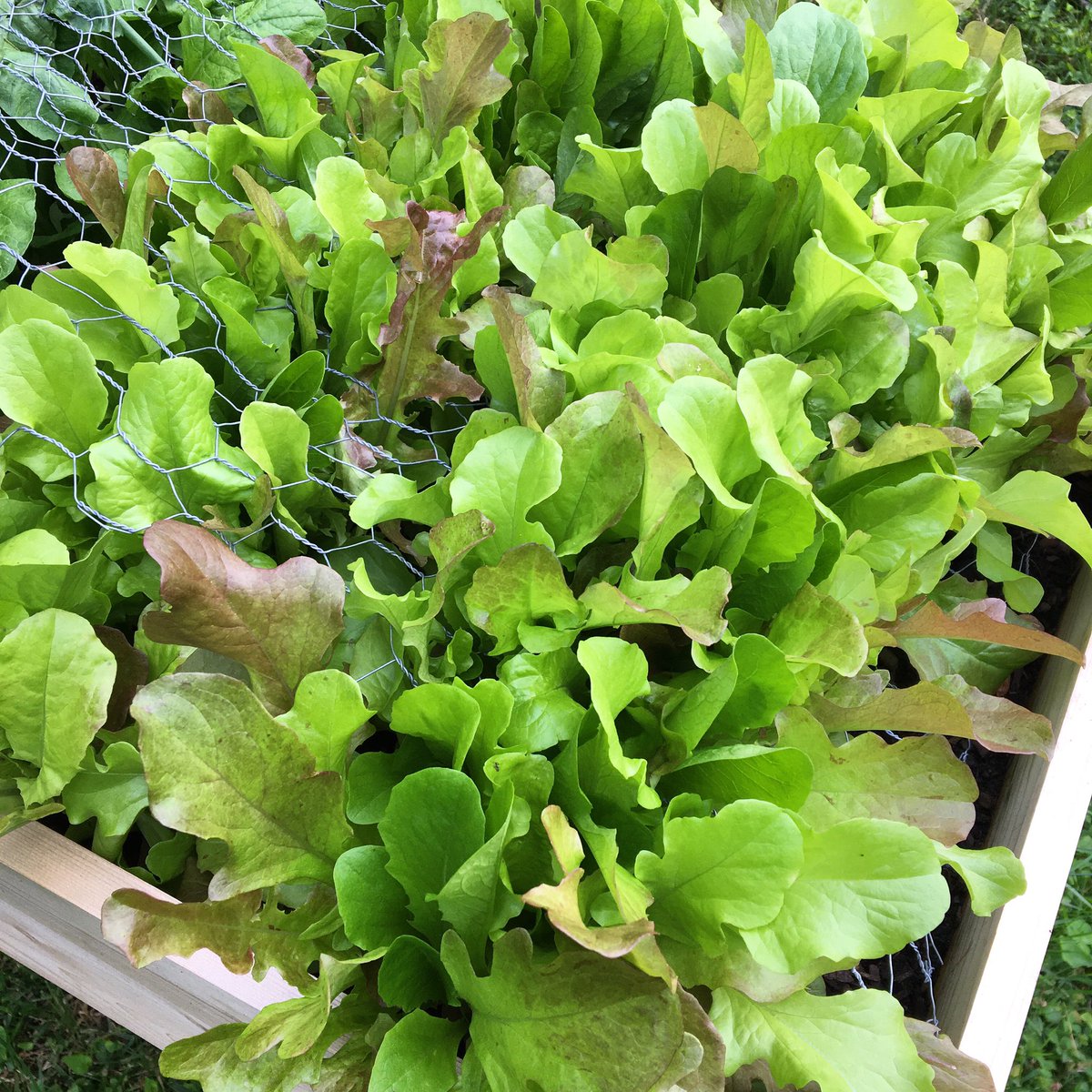 Happy Saturday, friends! Lettuce is growing so well this Spring!🥬💚#homegarden #gardening #lettuce #lettucegrow #garden #gardengoals #gardeningx #gardeningtwitter