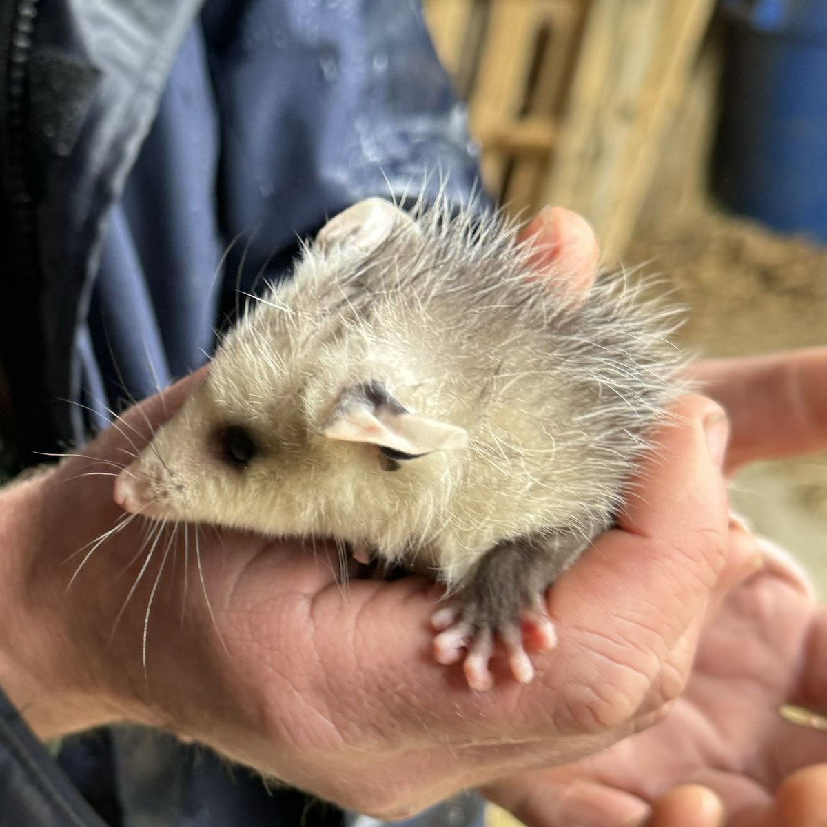 Look at this cute, tiny baby possum! 🐾❤️ #CuteCritter #TinyPossum #BabyPossum #AdorableAnimals #WildlifeLove #NatureCuties #ctnaturefans #earthmonk