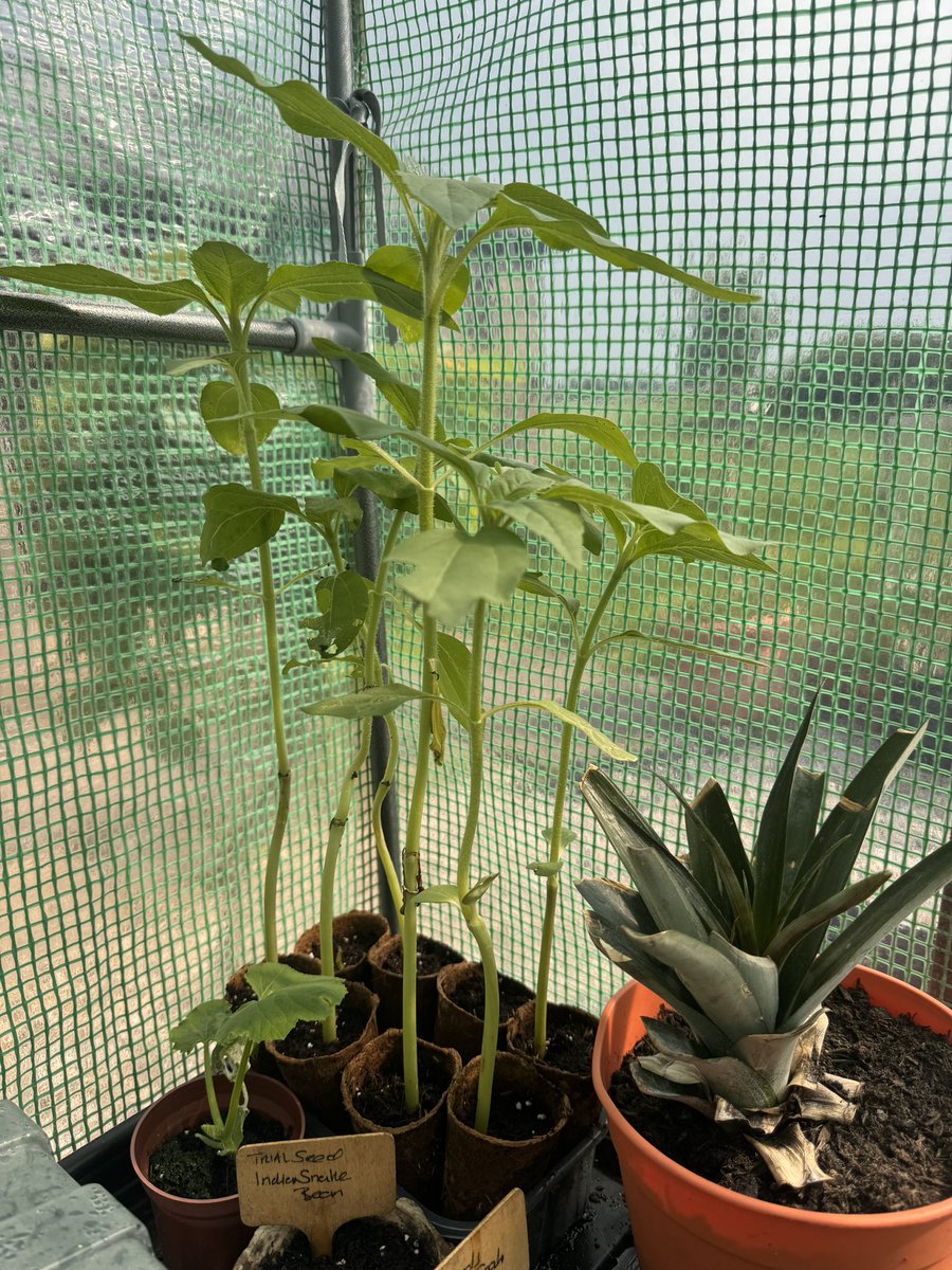 Sunflowers almost ready to go out into the big wide world… holding off while I build some 🐌 defences … @UHNM_WCCSS @BethRatcliffe2 @dprice977 @JanetEl09525902 @ajpigott_anna @SusanTh89074607 @Rachxxmarsh @UHNM_DOM