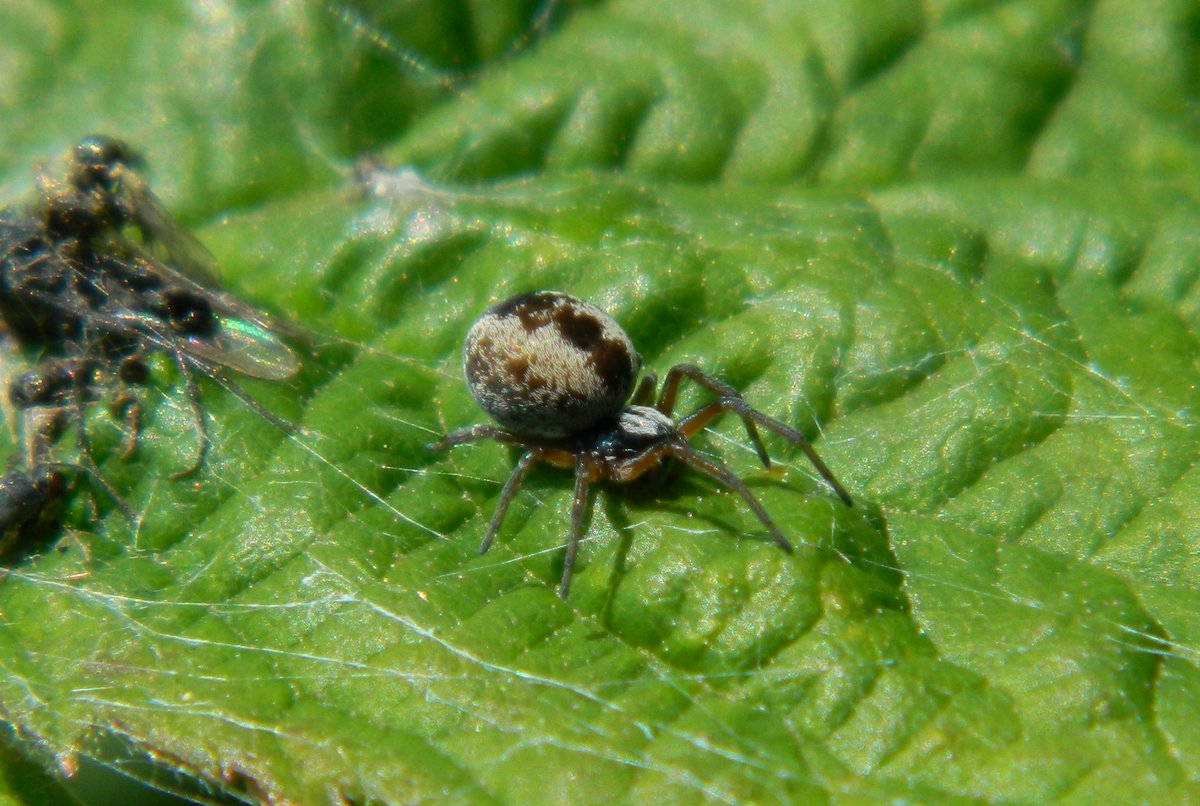 Lovely to find this tiny mm sized ♀ #Dictyna spider on her bramble leaf web #TunstallHills today 🔎 Have to love the rows of white hairs on her head & this method of prey capture must be successful given the #Diptera graveyard surround #SpidersareAwesome 💚🕷️
