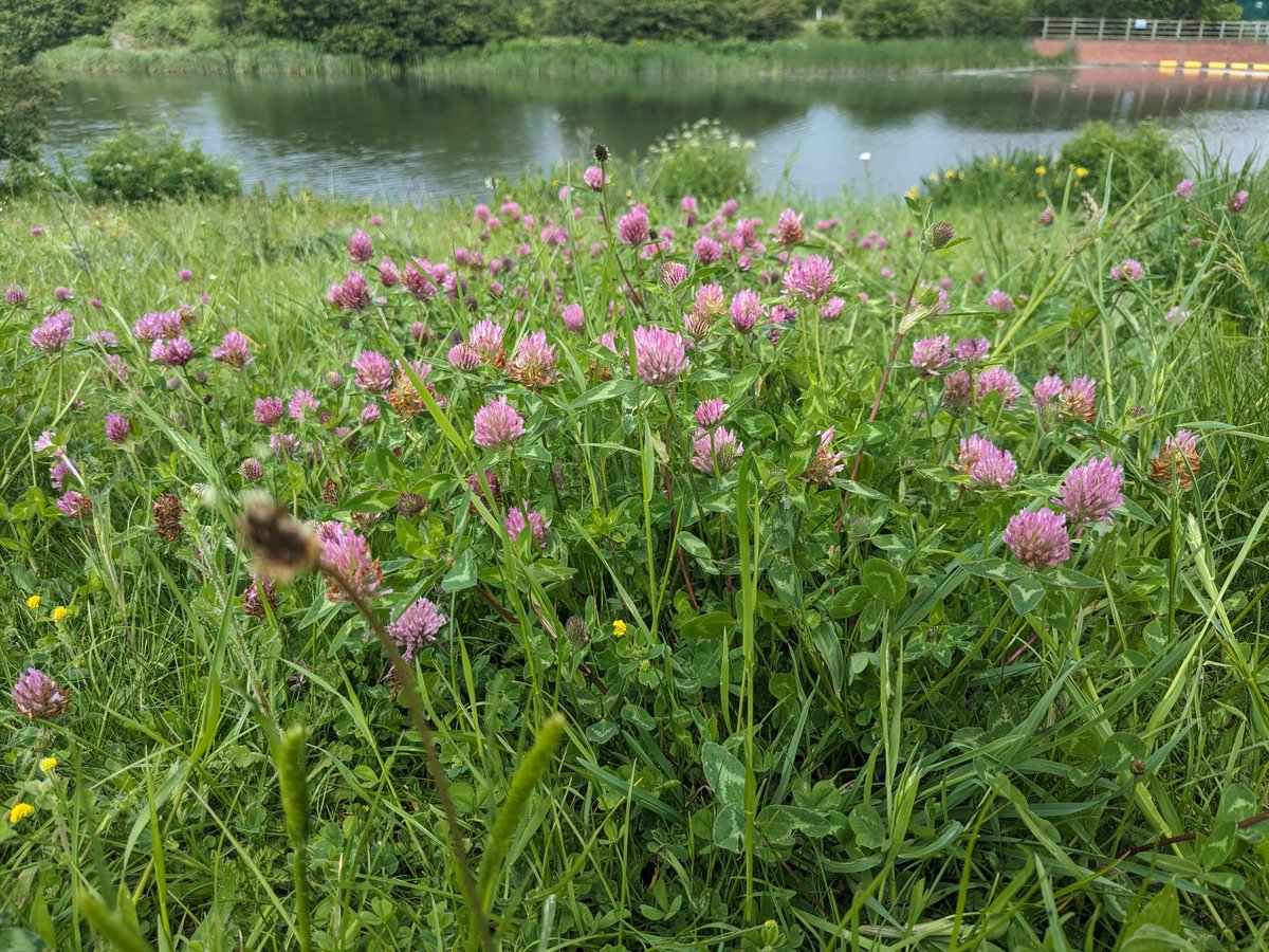 Good to see a few clumps of #RedClover on our walk today but sorry there's not more of it growing in the verges. 🌸🐝🌸