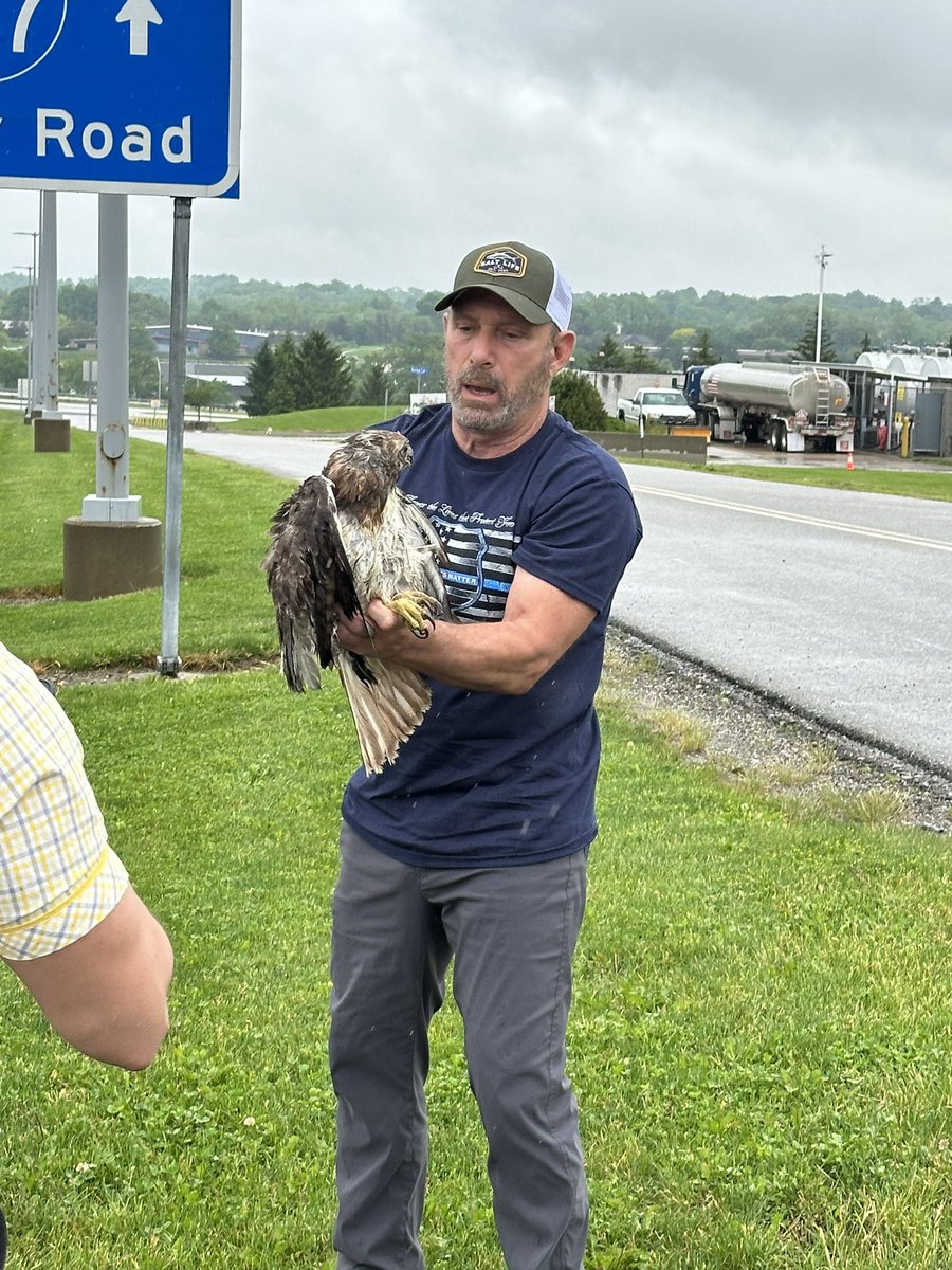 Yesterday at work a hawk was hit by a car and somehow survived. Shoutout to Big Al for freeing him and another customer for taking him to a local rehabilitation center!
