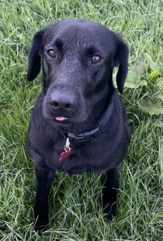 WILLOW IS HOME. THANKS FOR RT's 😊🐕🐾 🆘17 MAY 2024 #Lost WILLOW #ScanMe YOUNG Labrador Retriever Female #Send Village #Woking #Surrey #GU23 doglost.co.uk/dog-blog.php?d…