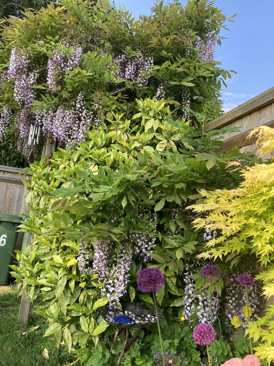 My Garden in bloom 😍 Love my Purple Dangly thingys and Aliums .. smell is amazing! 🪻🌺🌼 #gardenchat #Wysteria #Clematis #Aliums #gardening