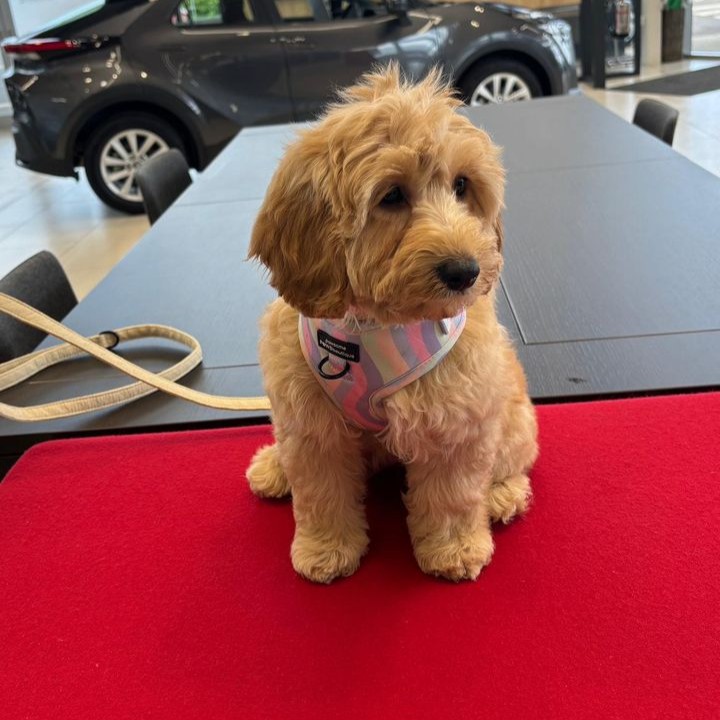Stoneacre Durham had a special visitor join them yesterday! 🐾 Everyone join us in welcoming Biscuit isn't she adorable? 🐕💕 Don't forget that we are very dog-friendly here at Stoneacre, and you are more than welcome to bring in your pups for a visit 🤍