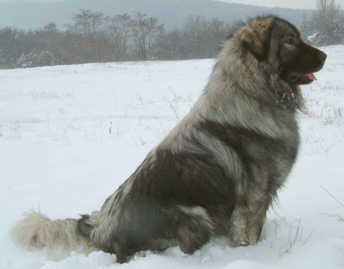 @creaturelovers The English cynologists said is the true autochthonous dog breed and originates from the Est the Himalayas and that he came to Macedonia with the army of Alexander the Great! His name is Paw. Dogs that go to death but do not leave their flock of sheep and attack a bear.