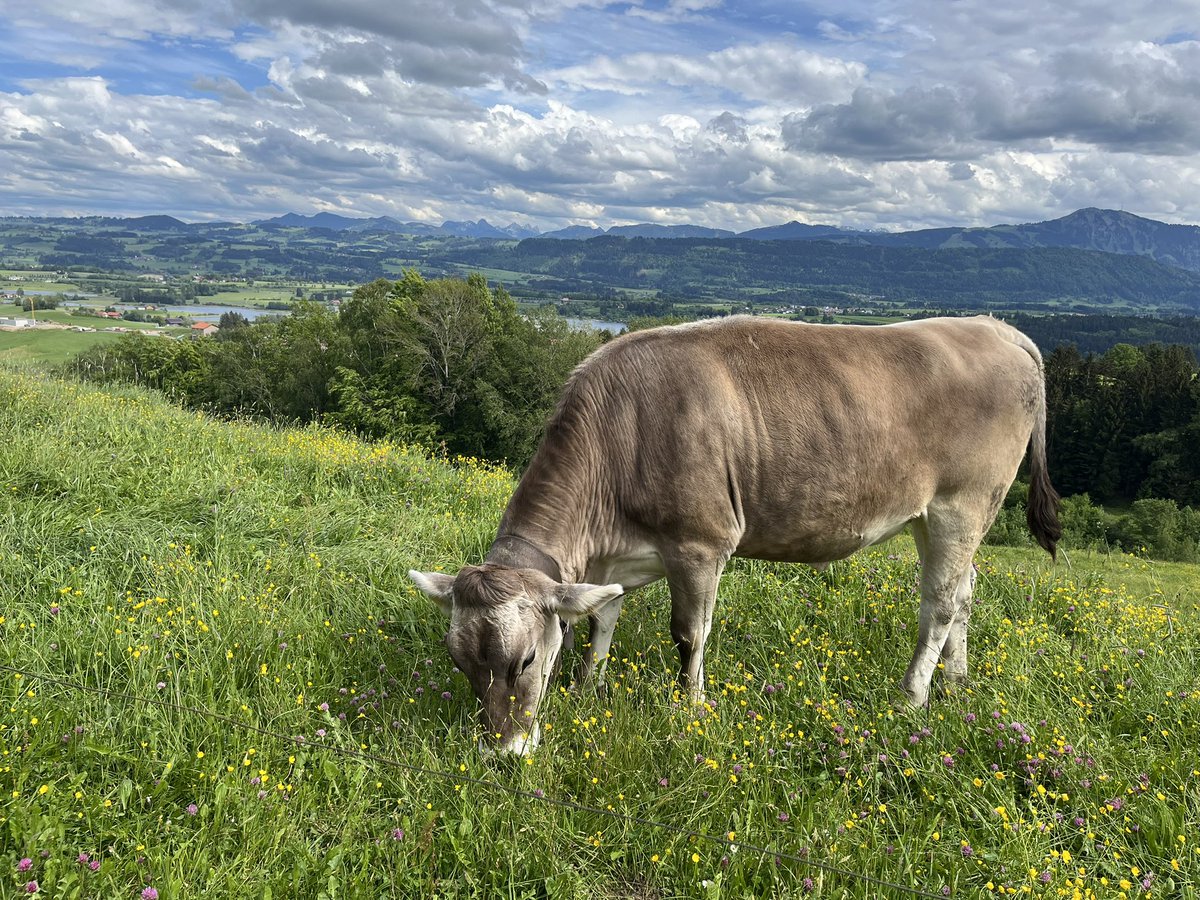 Schaukelfrau's tweet photo. Heute war ich nur mit dem 12yo wandern, nachdem er beim letzten Mal so enttäuscht war, dass ich den Kleinen zuerst gefragt habe. Dass sich die Kinder mal darum streiten, wer allein mit mir spazieren geht, hätt ich auch nicht gedacht.
#MiniPaluten war auch dabei. https://t.co/9sW1nulmRP