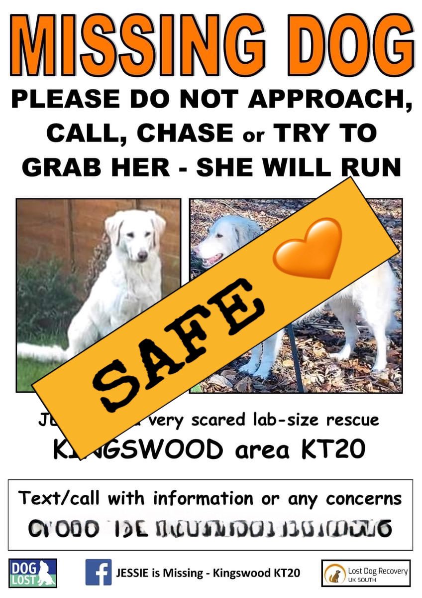 🎉JESSIE IS SAFE 🎉

After her location was discovered recently, her previous owner has been able to come over this afternoon and carefully secure her with guidance 🧡

STAY SAFE GENTLE GIRL …nothing to be scared of now 🧡

#safe #staysafe #missingdog #dogsoftwitter