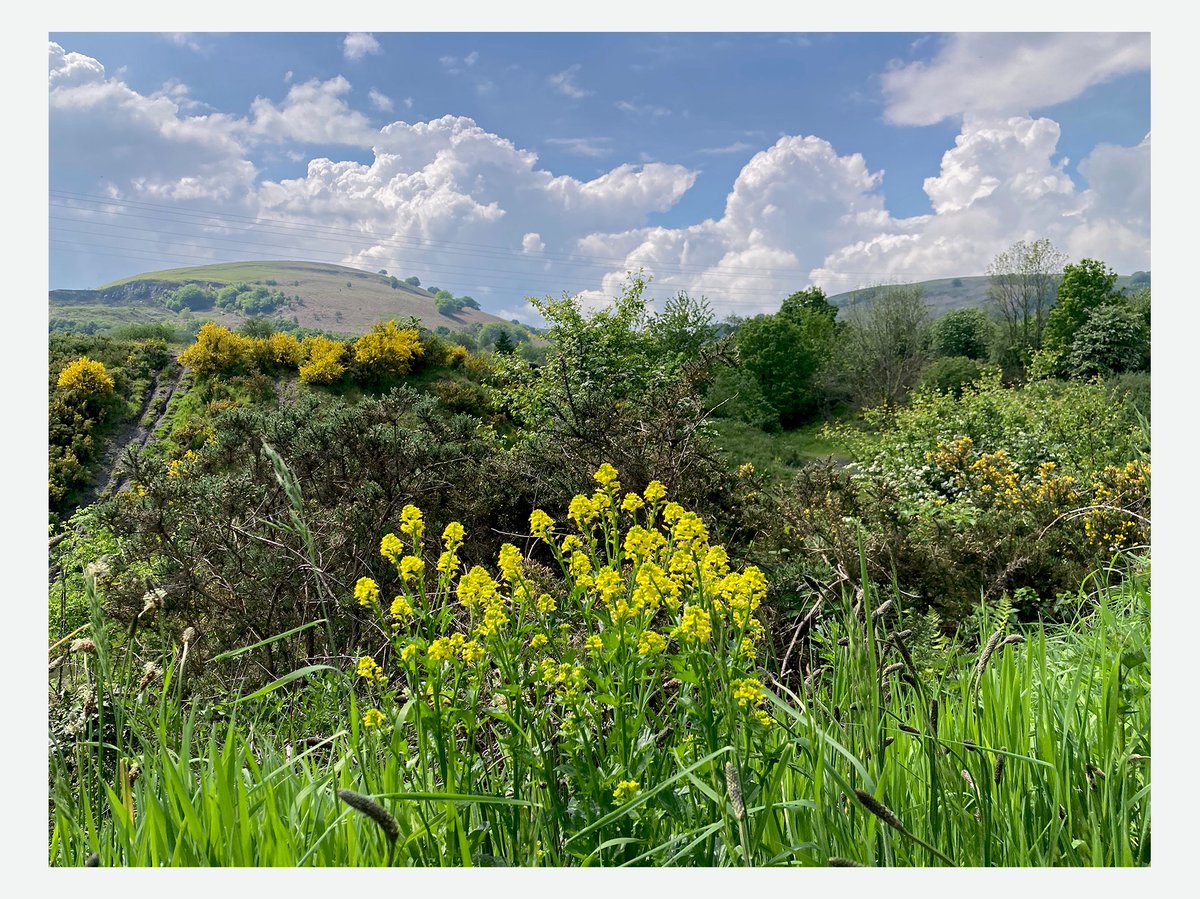 'Haenau'r Gwanwyn - Layers of Spring' Early afternoon at The British, Abersychan. How beautiful this former industrial site is becoming. I even heard someone playing guitar here today and it had a good vibe in the landscape.