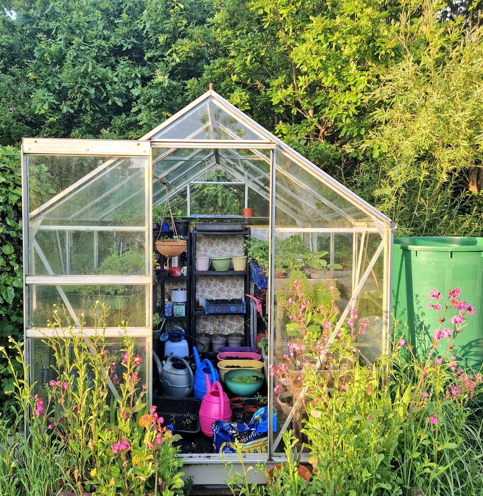 My freebie greenhouse no. 1 is now 20 years old😍 I put up a 'wanted' ad on Gumtree in 2016 🥰 Someone replied 10 minutes later, we brought 2 crates of beer, dismantled it with the owners, then took it to the plot😊 The real workhorse of my allotment, it never stands empty💚