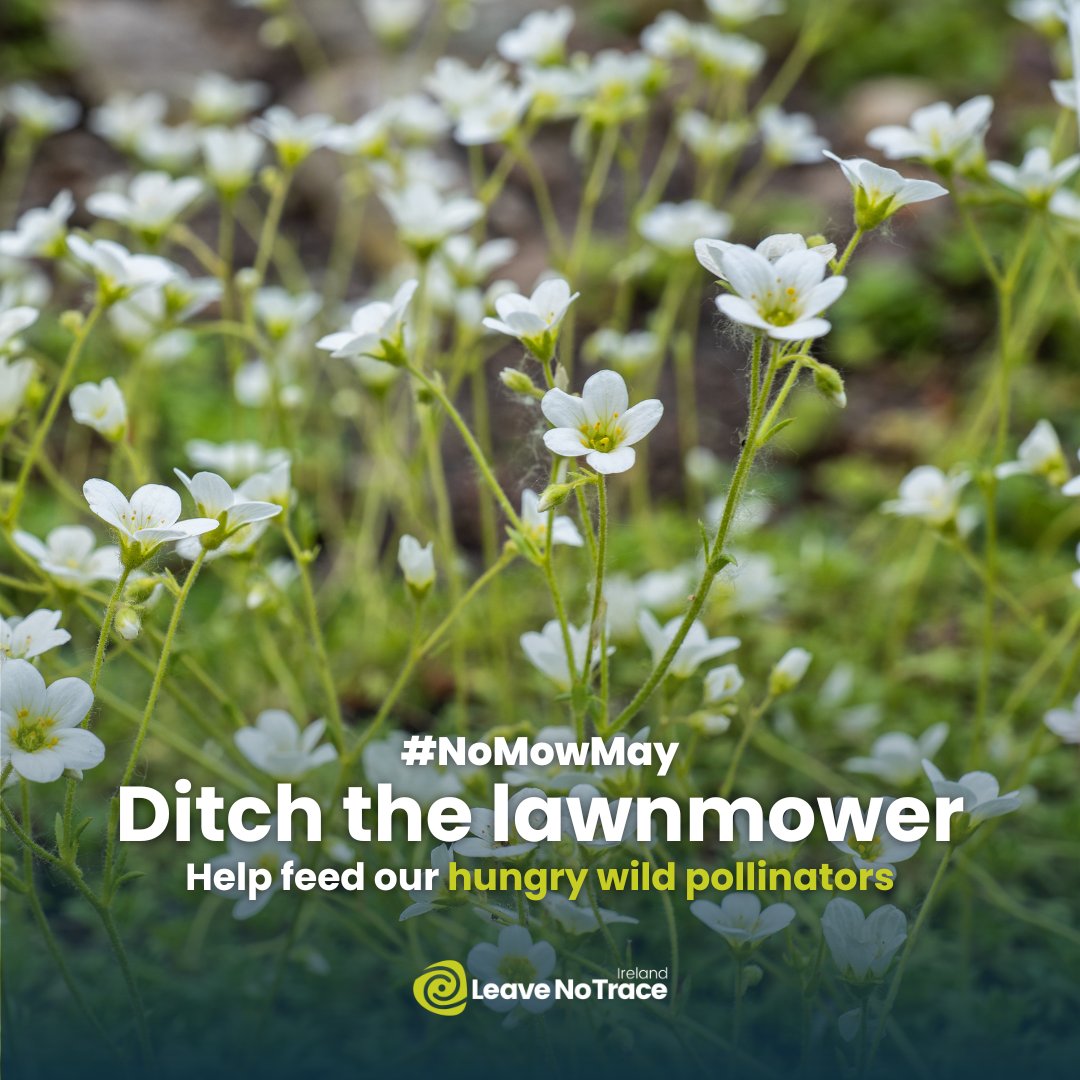 Ditch the lawnmower this month to help our native wildlife 🐝 #NoMowMay is an annual campaign that’s super simple to join, just leave your mower in the shed and let native wildflowers grow. These wildflowers provide essential pollen and nectar to feed bees and other pollinators.