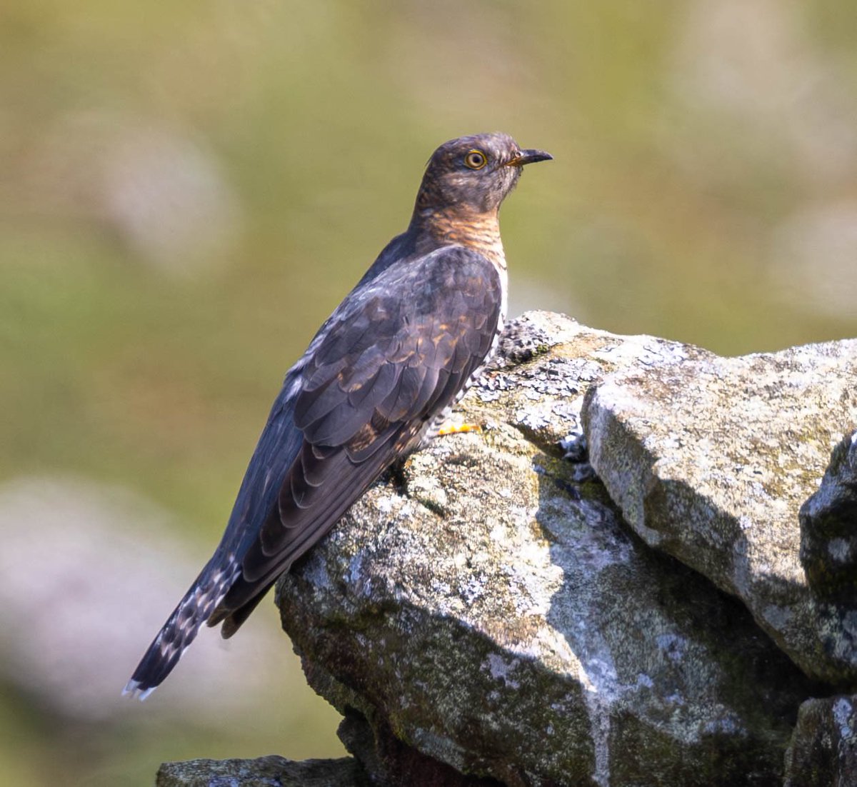 Male and female cuckoo’s