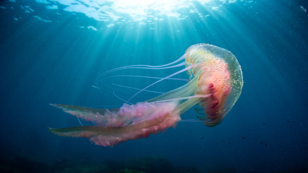 A cal das nosas colaboradoras lle picou unha medusa nunha teta en Tailandia? #Malicia606