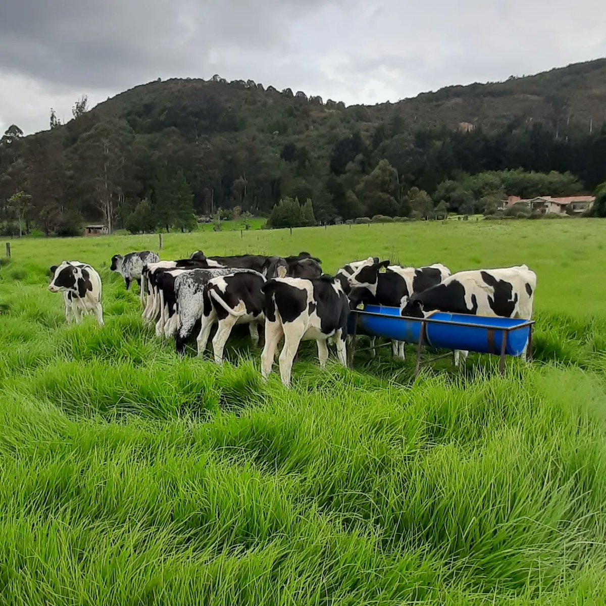 Cerramos la semana en la que recibimos a la delegación africana del este de África de <a href="/DairyPesa/">DairyPesa</a>. Les contamos cómo producimos leche en nuestro #campocolombiano, hablamos de nuestras #razaslecheras y de cómo podemos aportar al desarrollo de la cadena láctea del este de #africa .