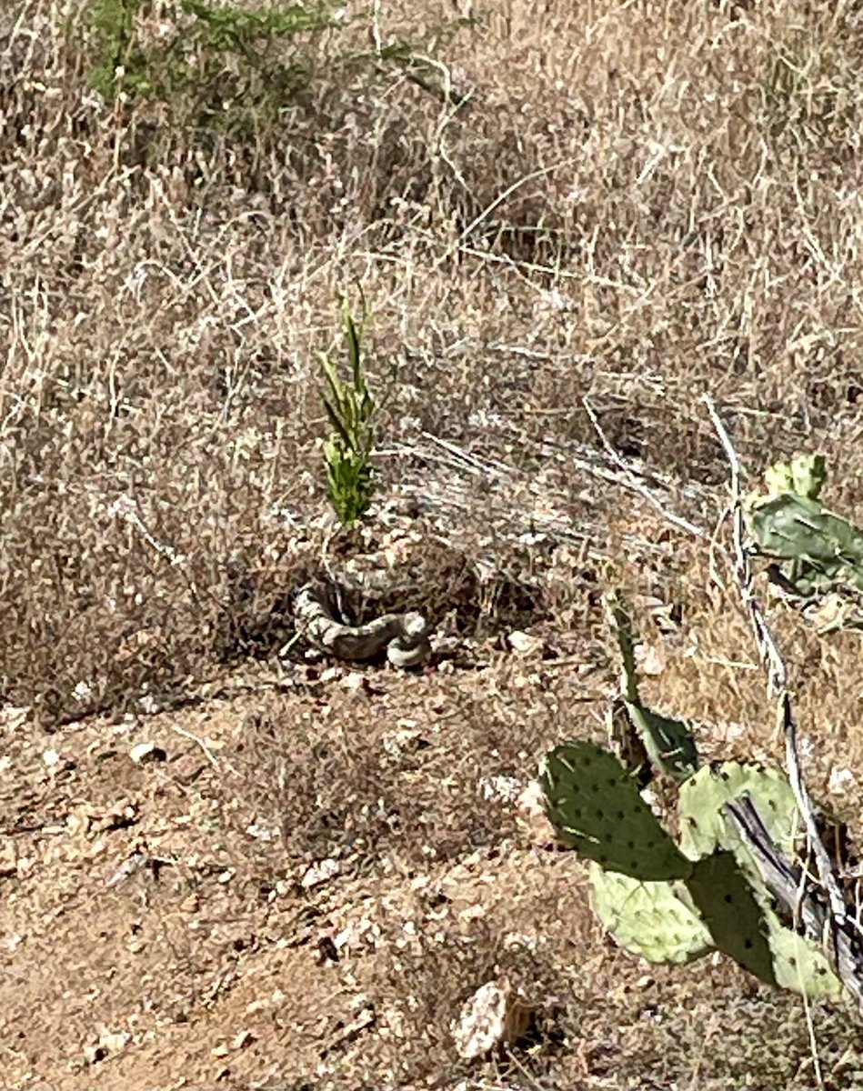 Back home for a few weeks.  Thankful the rattlesnake let me know he was there! 😳🪇 #HikeAZ #Rattlesnake #7Miles #CatalinaStatePark #GoneHiking