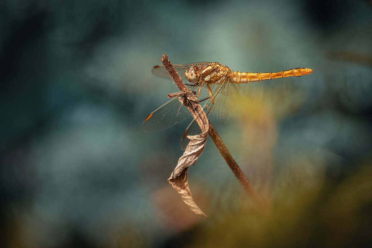 Prvá tohtoročná
#insect #dragonfly