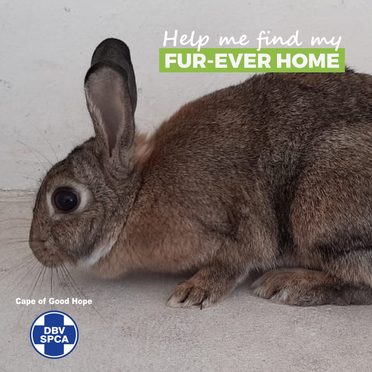 *ADOPTIONS* 🐰 RABBIT OF THE DAY 🐇 Meet Radish, a tri-color adult rabbit looking for her forever home. 👇 capespca.co.za/adoptions-news… #adoptdontshop #adopt #adoptionjourney #rabbit #adoptionislove #adoptionrocks #adoptarabbit #adoptme #pets #spca #capespca #capetown
