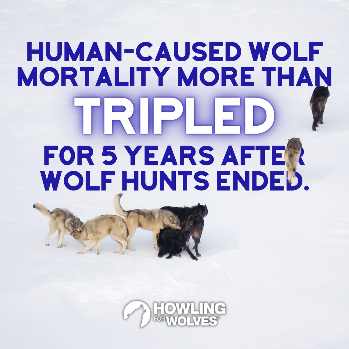 A study in @‌nature exposed that between 2004 & 2019, average annual wolf mortality increased from 21.7% before hunting seasons to 43.4% during AND AFTER hunting seasons including a more than TRIPLING of human caused wolf mortality.
