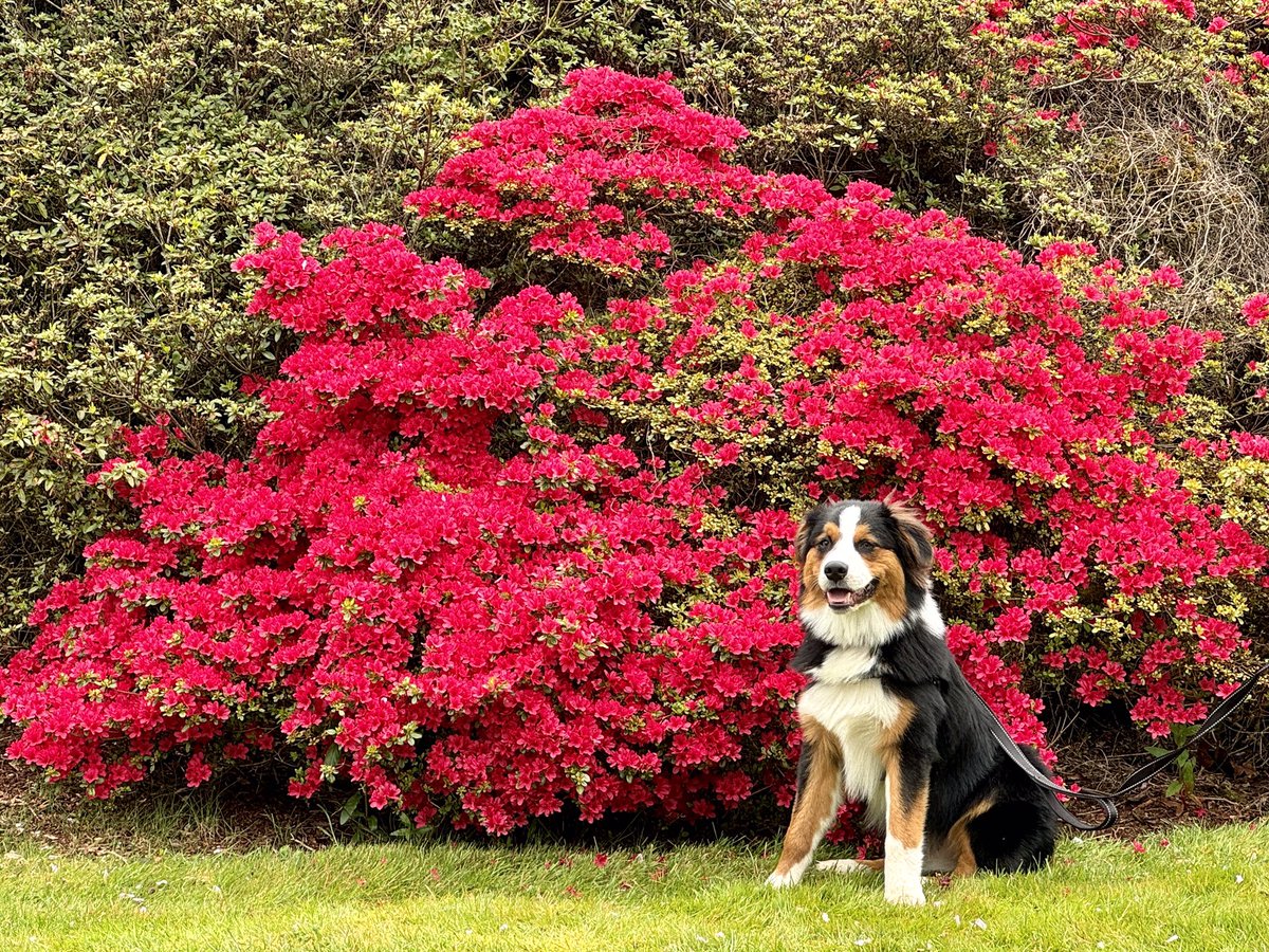 These floofs are so bright they are REDiculous!

#floofsforyou
#SunGlassesOnACloudyDay
#RhododendronsRock