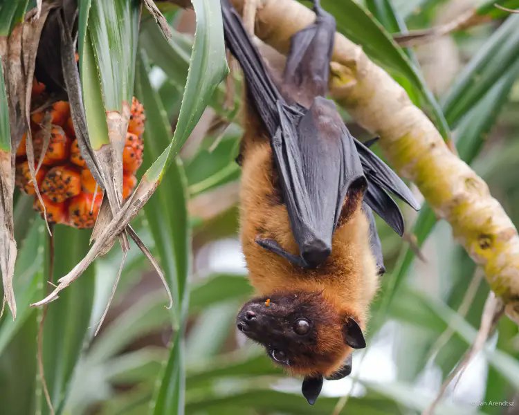 Action for Earth (@actionforearth) on Twitter photo Action against the trapping and killing of Fruit Bats in the Seychelles. idausa.org/campaign/wild-… <a href="/IDAUSA/">In Defense Of Animals</a> Action against the trapping and killing of Fruit Bats in the Seychelles. idausa.org/campaign/wild-… <a href="/IDAUSA/">In Defense Of Animals</a>