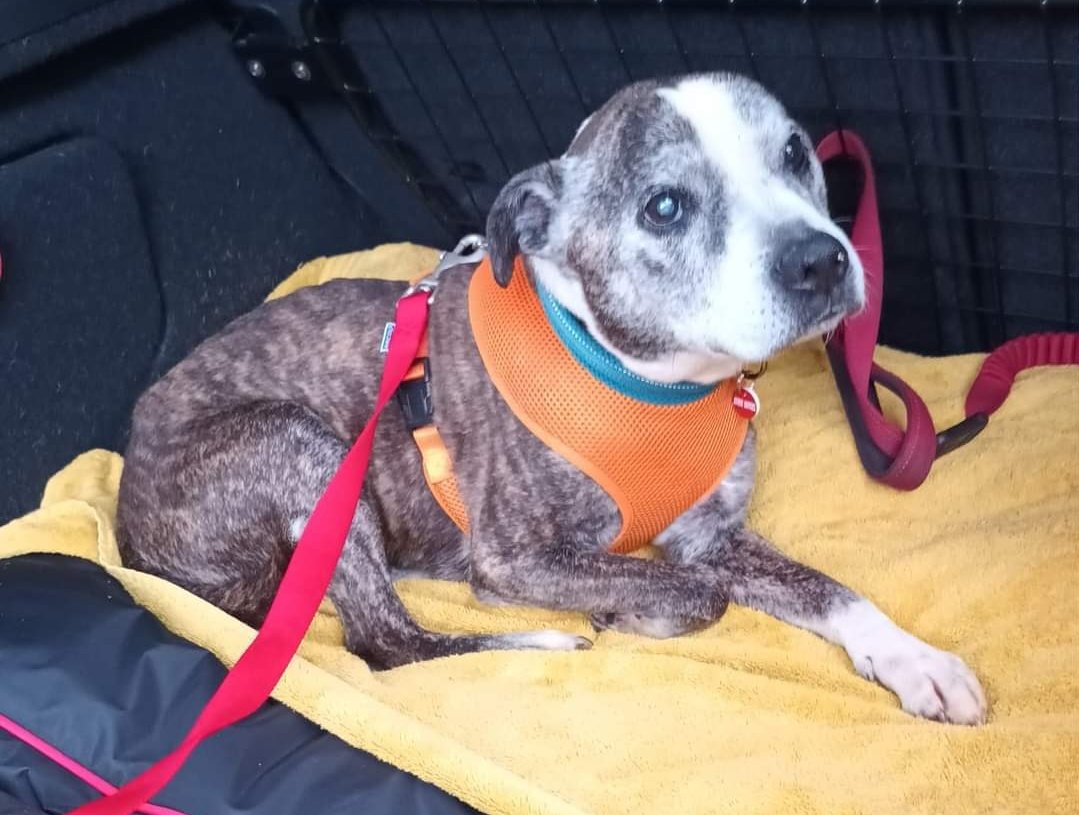🐾NEWBIE ALERT 🐾 Pls give a warm SSC welcome to little Max ❤️ This handsome gent is 15 yrs old & came from the pound where he was handed in as a stray 🥺 Max caught kennel cough whilst there & is now on medication to help ❤️‍🩹 Max will be staying in foster for some extra TLC ❤️