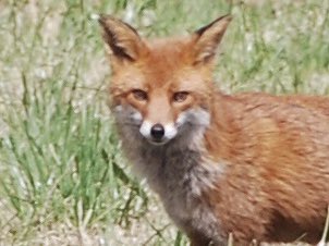 Fantastic Mr. Fox enjoying its foxtrot along Coastal Walking Trails outside #Clonakilty in #WestCork , #Ireland ! 😍📸🦊🌾✨🧡 #wildlife #wildlifephotography #Fox #sionnach #Foxes #vixen #animals #nature #Biodiversity #BiodiversityWeek #TwitterNaturePhotography