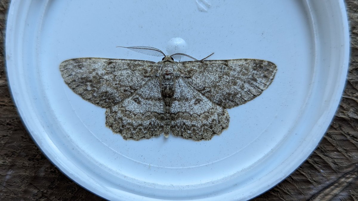 BirdBeards's tweet photo. Pale Oak Beauty and Large Ivy Tortrix were nfy last eve. Noice. #teammoth #mothage https://t.co/QsDJN6kBO6