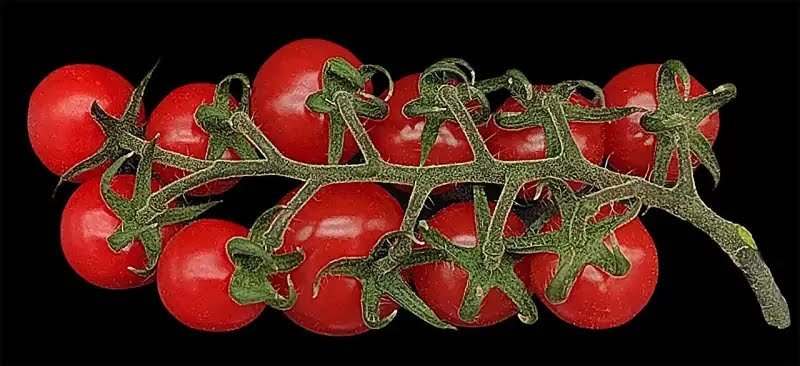 Researchers breed tomato plants that contain the complete genetic material of both parent plants

Scientists established a system to generate clonal sex cells in tomato and used them to design the genomes of offspring.
#heterosis #meiosis
#recombination
phys.org/news/2024-05-t…