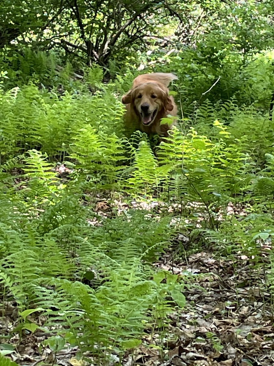 I’ll bet you can’t see me! Triscuit @ok32650586 ⁦@dogcelebration⁩ ⁦@BryanMarquard⁩ ⁦@Sharonleeprince⁩ ⁦@MikeRotunno67⁩ ⁦@SLBake1031⁩