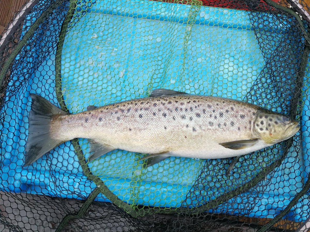 Quiet day on The Corrib today. Big wind/wave and a wet arse to boot. Lots of small harvesters to wet fly but a few good ones among them, including this very silvery one. Back to The Mask tomorrow.