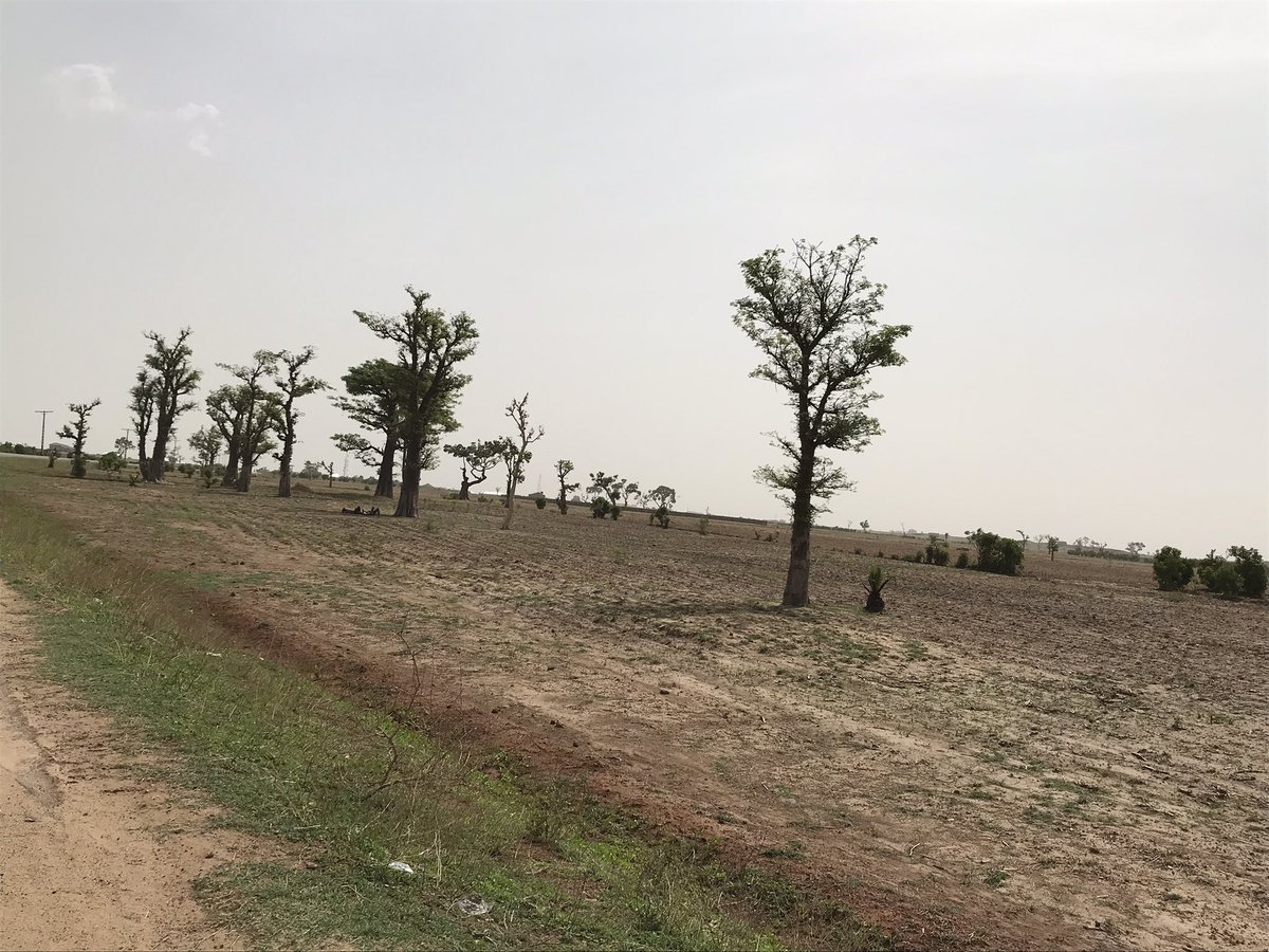 Stopped over to photograph #Baobab Trees at different locations along Dutsen Wai - Anchau to Damau road in Kaduna State, Northwest Nigeria 🇳🇬. The iconic trees are co-existing harmoniously with farmlands.