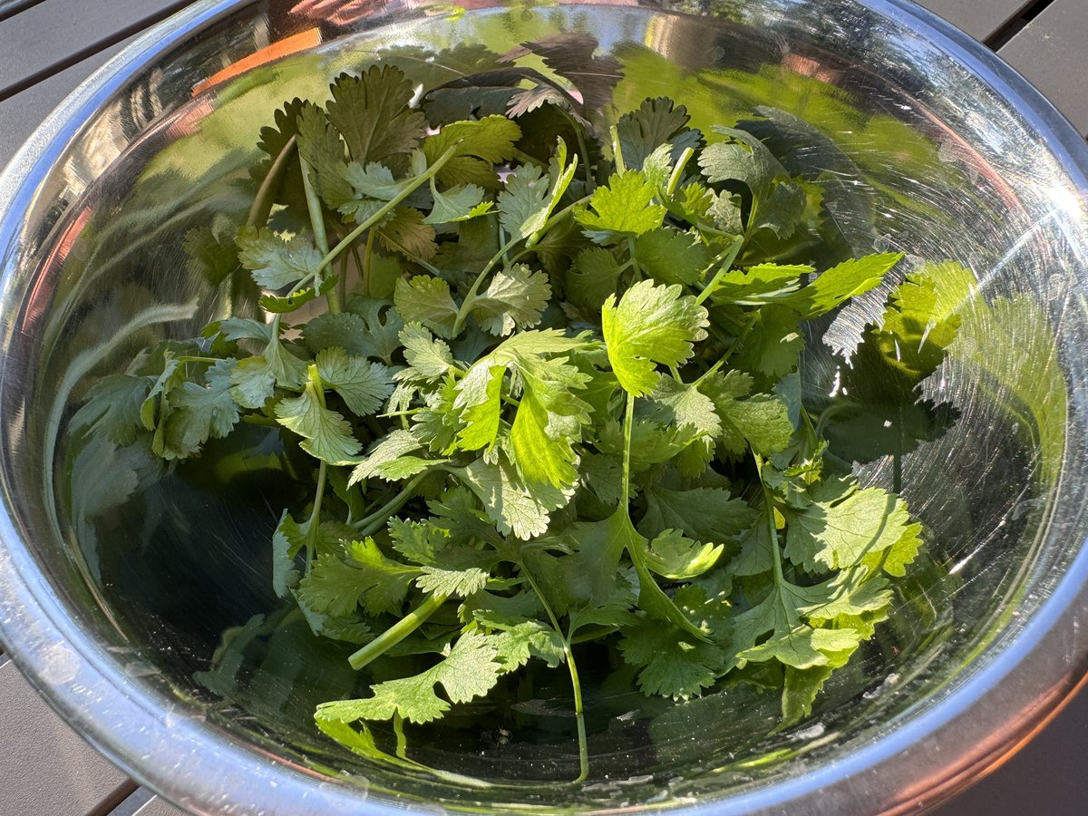 C’est le moment de la récolte des légumes de notre lombri-composteur @CeercleEU 🤩

Ce soir ce sera salade de laitue et épinard 🥬, et pois chiche assaisonnés à la coriandre 🌿

Ça pousse tout seul et le compost se forme tranquillement. 

Un peu de jardinage de balcon 😉
#FrAgTw