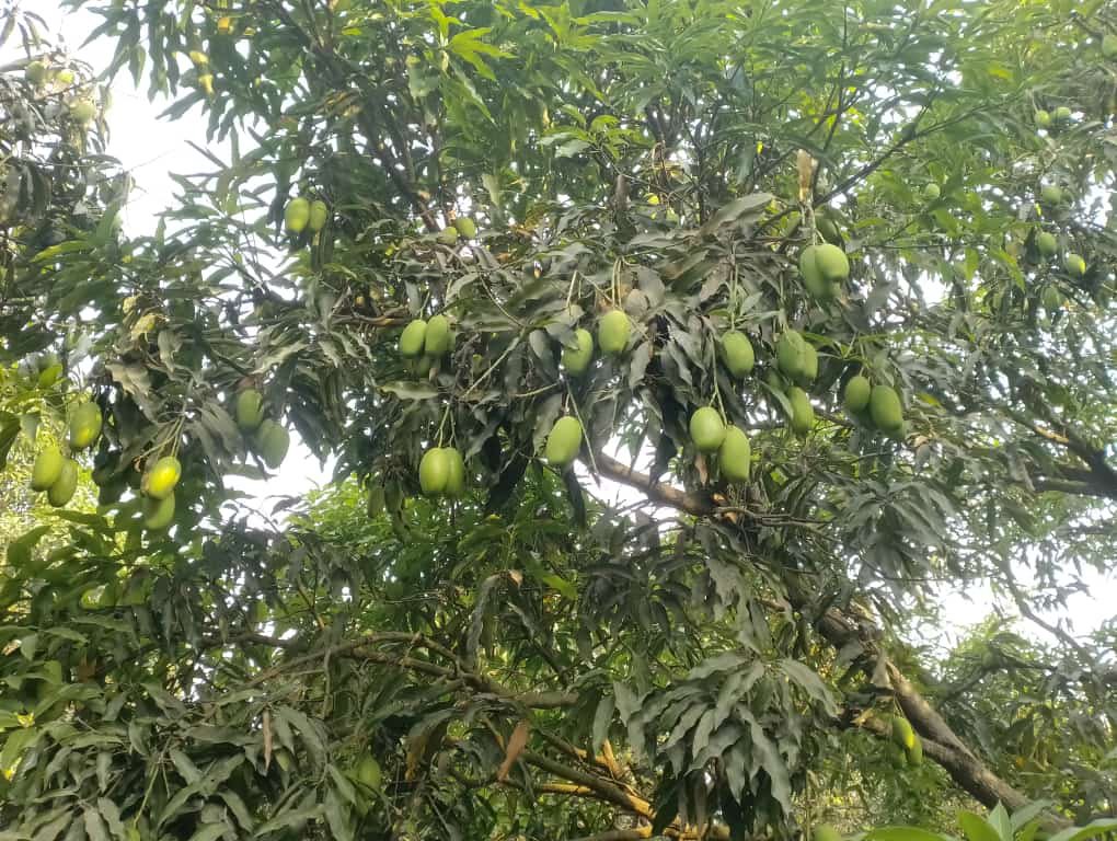 rajputfarms1's tweet photo. During the blooming season, the garden is filled with the sweet fragrance of mango blossoms.
#rajputfarms  #rajputfarm #mangogarden #mangoes #mangolovers https://t.co/QoHGuN3sci
