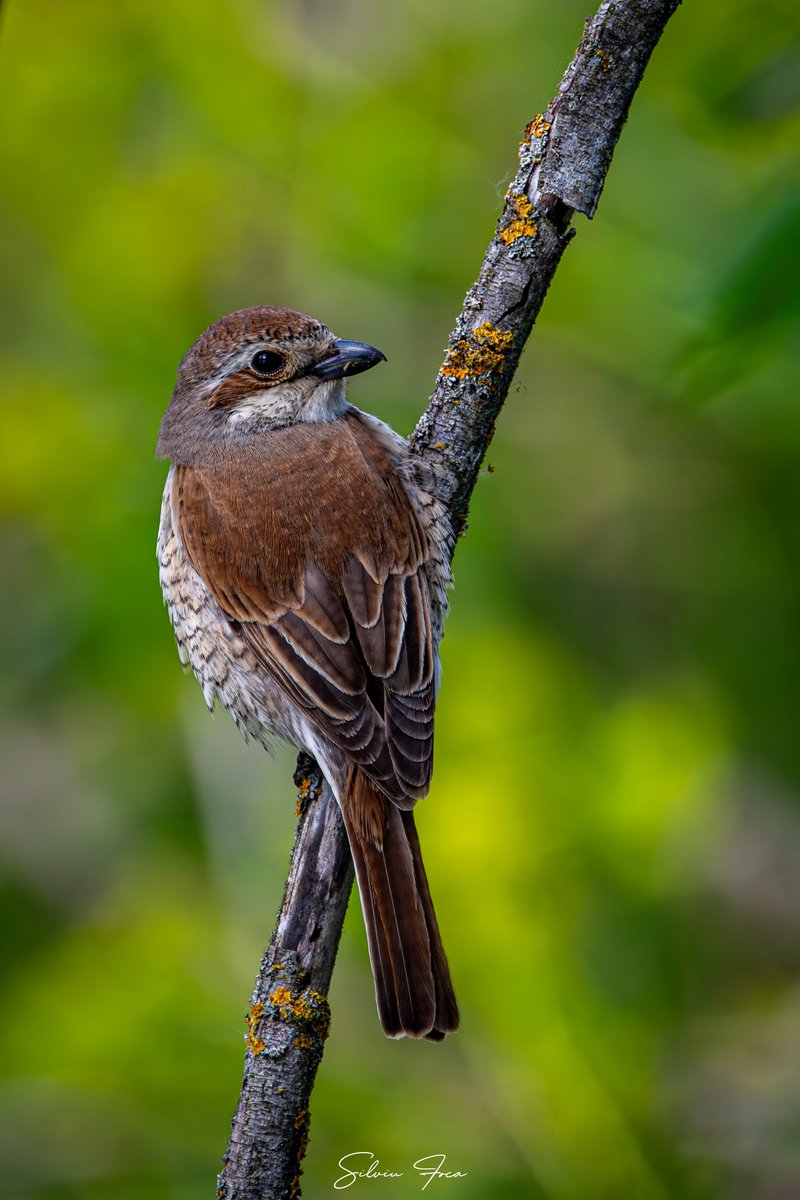 Sfrâncioc roșiatic - Lanius collurio
17.05.2024, jud. Suceava
#wildlife #Photography