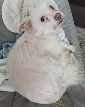 millypod1's tweet photo. 🆘15 MAY 2024 #Lost LUCY WAS ATTACKED BY ANOTHER DOG. SHE IS INJURED AND RAN😢
ELDERLY White Cross Breed Female
#Etton East Riding of Yorkshire #EastYorkshire #HU17 
Will be very frightened and hungry.
LOCAL HELP NEEDED.
https://t.co/y1o5jWpzv5 https://t.co/SUVH4HBt8G