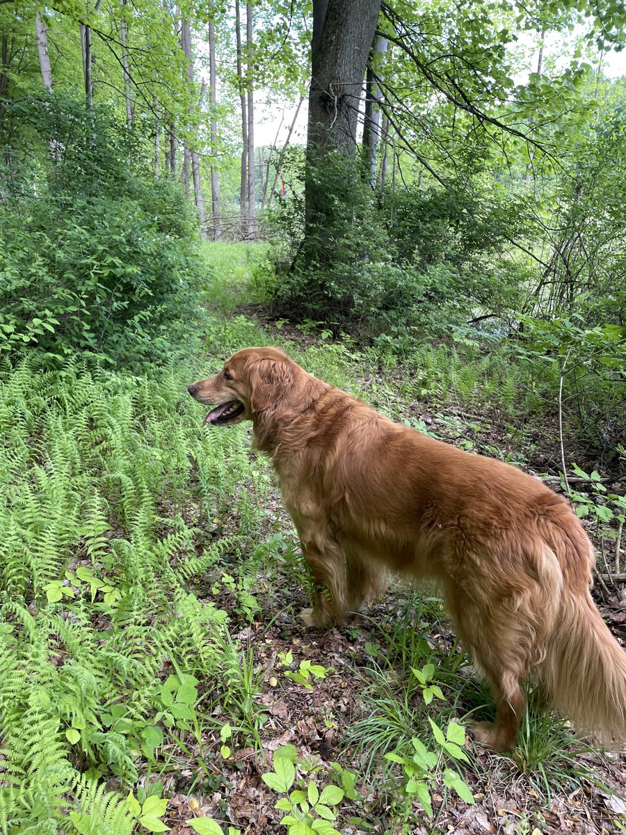 I’m getting ready to chase those critters!! Triscuit @ok32650586 ⁦@dogcelebration⁩ ⁦@BryanMarquard⁩ ⁦@Sharonleeprince⁩ ⁦@SLBake1031⁩ ⁦@MikeRotunno67⁩