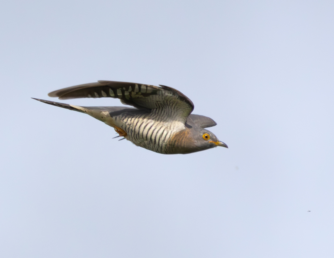 Female Cuckoo, Abberton.