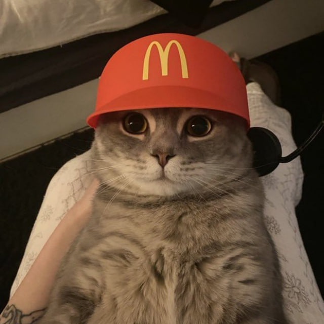 SolCatdonalds's tweet photo. May I take your meowrder?

#CATDONALD
https://t.co/9H6q6F6lWB https://t.co/l1KYu8CnRg