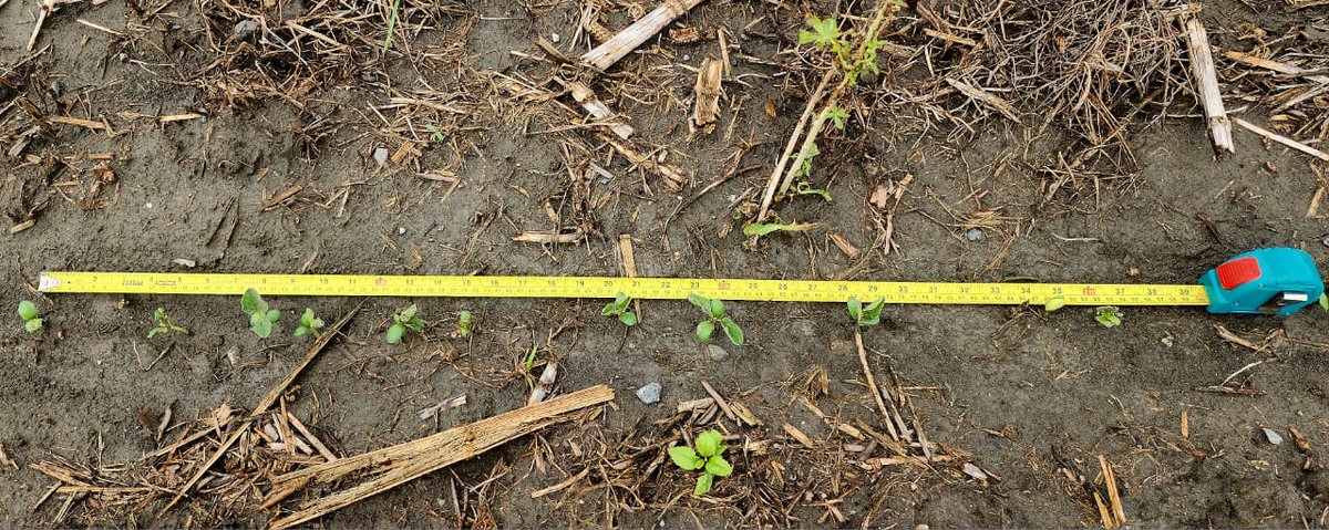 Bolotinsubero's tweet photo. Finca Coromoto Turen, Portuguesa.
9 plantas soya por metro: 200.000 plantas/ha
🌱🌱🌱🌱🌱🌱🌱🌱🌱🌱🌱🌱 https://t.co/wMtAG3WZGk