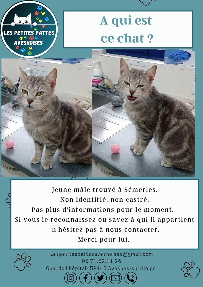 Merci de nous aider à retrouver ses propriétaires.
#lespetitespattesavesnoises #avesnessurhelpe #association #adoption #chat #sos #famille #aulocalaujourdhui 
#avisderecherche #chatperdu #solidarité