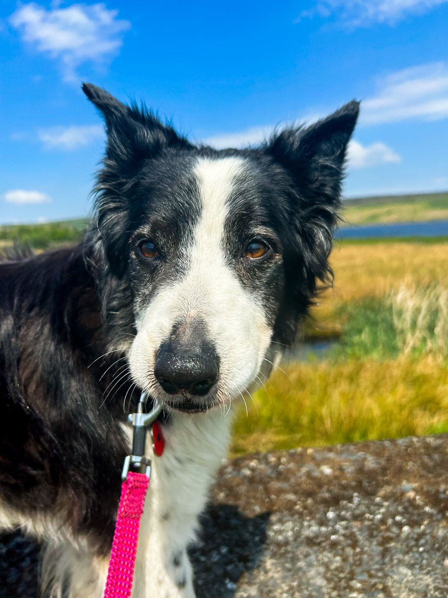 Baroness_J's tweet photo. Glorious Grimwith today 
@YorkshireWater @yorkshire_dales 
@johnbaron1970 
#bordercollie #swaledale #walking https://t.co/5RDwlgiSmI