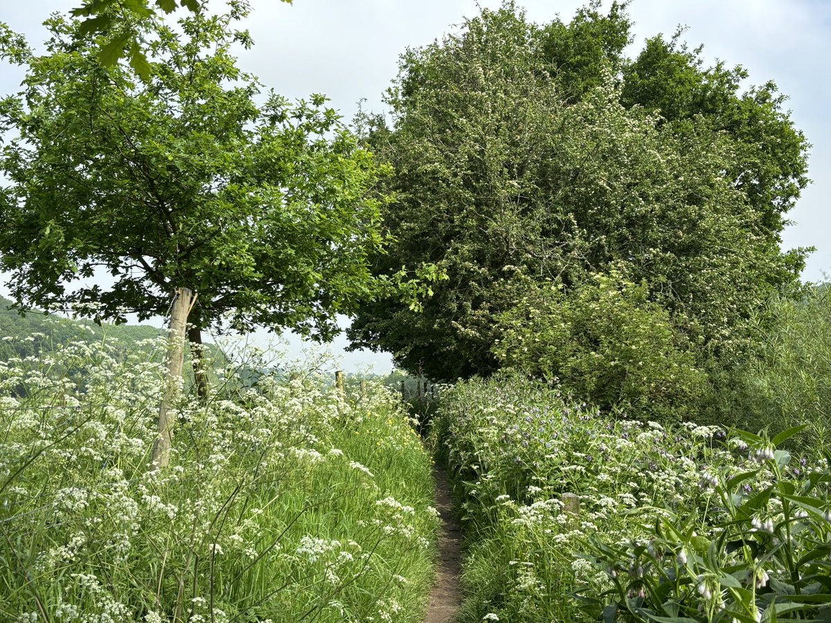 Highlights from today’s 10 mile walk included millions of Buttercups, the Victoria Bridge (built 1861), gorgeous Arley Station, and copious amounts of Cow Parsely #Worcestershire