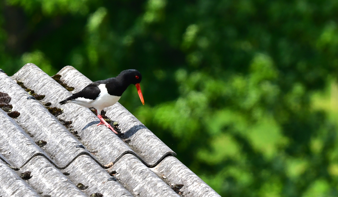 Oystercatcher chick on a hot barn roof. Went out to photograph Insects and saw the Oystercatchers with their chick on the barn roof, at least 3m up. The parents were looking over the side so I guess some had jumped. I didn't go too close and I only had my 100-400mm lens.