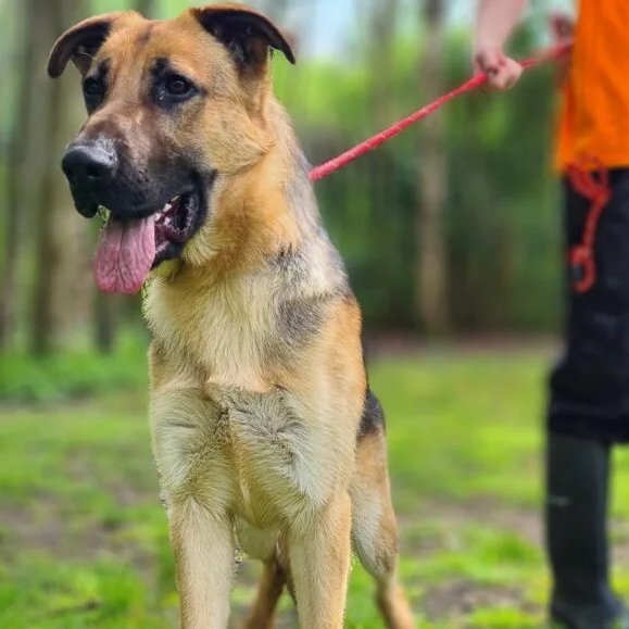 Please retweet to help Morty find a home #MANCHESTER #UK AVAILABLE FOR ADOPTION, REGISTERED BRITISH CHARITY ✅Friendly German Shepherd aged 1. Morty was brought to us as a stray, and he’s proven to be a lovely, big, and bouncy boy who adores receiving lots of fuss and cuddles.