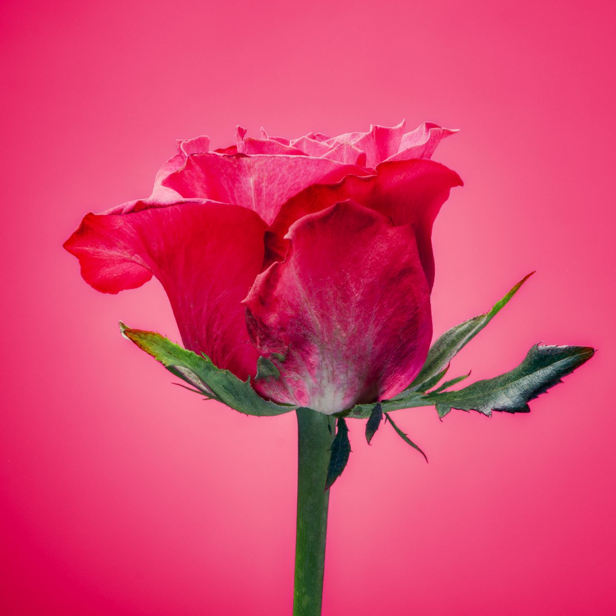 Flower photo of the day. Pink-Red Rose. #macro #flowers #bloemenfotografie #flowersandmacro #bloemen #blumen #fleurs #raw_flowers #snap_flowers