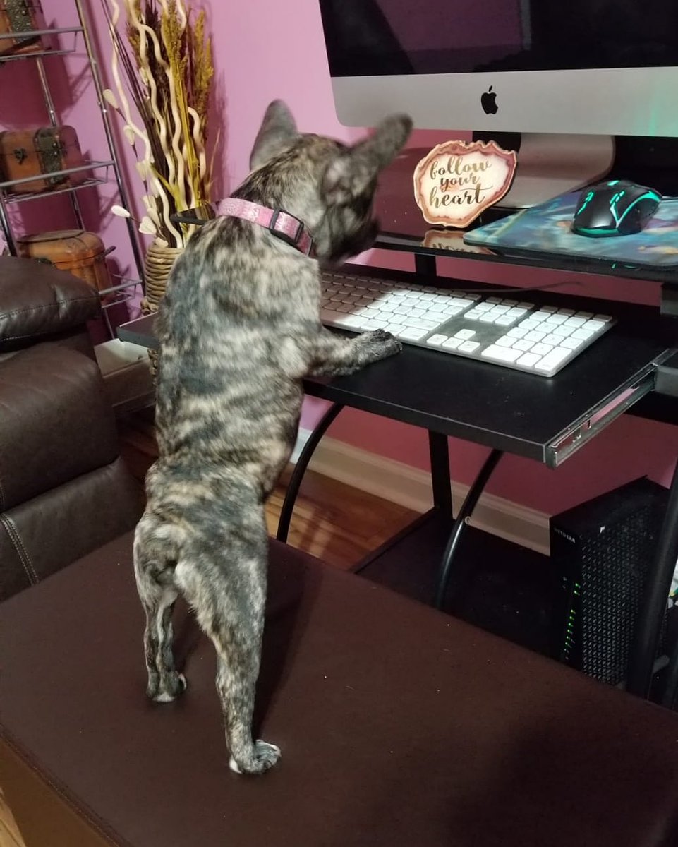 FrenchieShadow's tweet image. Who needs a new receptionist?

#work #receptionisr #computerskills #frenchie #frenchbulldog #shadowapupslife #shadow