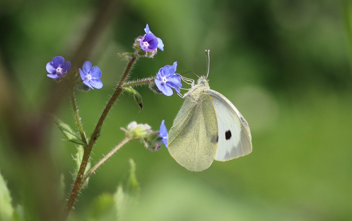 Large White #butterfly @KentWildlife @savebutterflies
