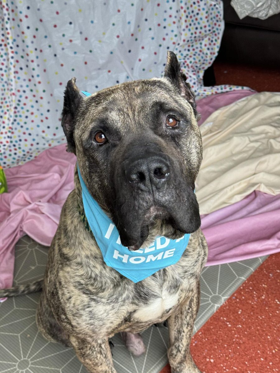 Please retweet to help Baz find a home #YORKSHIRE #UK Baz the BFG is the most lovely big laid back boy who is looking for a large breed loving home. He is 4-5 yrs old and is a beautiful Presa Canario (Spanish Mastiff). Baz is everyone’s friend – he loves people and is absolutely
