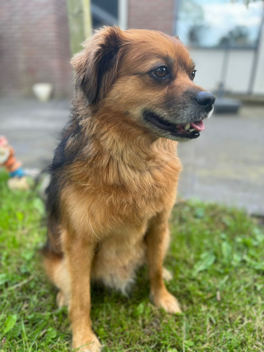 EdiThedog's tweet photo. Got a fresh new haircut today 🥰💕 https://t.co/QvJkFOAxlY